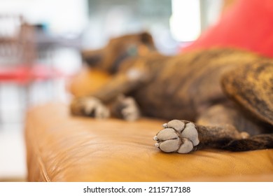 The hind leg of the dog. Dog paw with nails. Selective focus.