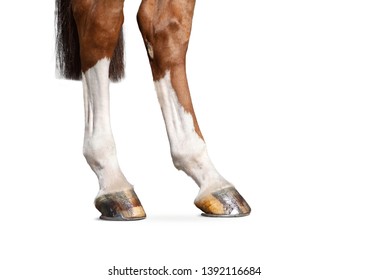 hind legs of chestnut horse detail isolated on white background