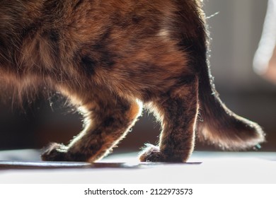 The hind legs of a domestic cat walking around the room. Painful joints of an old cat.