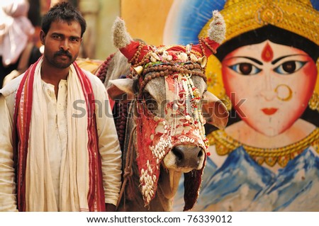 A hindu holy man with his decorated holy cow from Varanasi, India