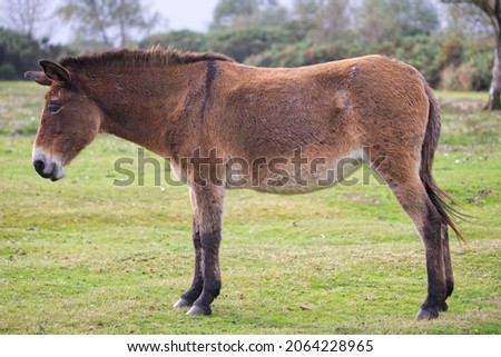 Hinny cross breed donkey and horse, hinny in the New Forest in England UK, heathland wild horse Hinny Mule.