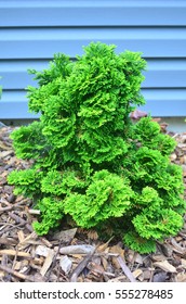 Hinoki Cypress