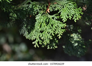 Hinoki cypress branch - Latin name - Chamaecyparis obtusa - Shutterstock ID 1570926229