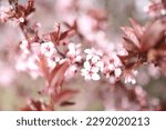 Kirschblüten Hintergrund Overlay Frühling Blüten Baum Beauty 