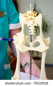 Hip dysplasia model of the dog showing by doctor