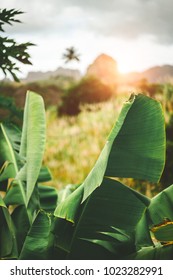 Hipnotising sunset behind mountain range. Bananaleavs and sugarcane in the foreground. Santo Antao Cape Verde