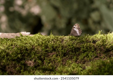 Hipparchia fagi Butterfly on moss Celano gorges canyon, Abruzzo, Italy - Powered by Shutterstock