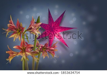 Hippeastrum (amarillis)   "Mystica"  and red paper lightning lantern in star form, christmas decoration (mass production) on  gray background. Background for banner, calendar, postcards