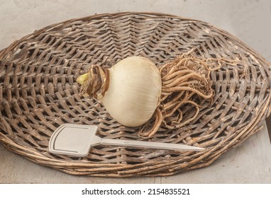 Hippeastrum (amaryllis) Bulb With Roots And Garden   Plate For Variety Name  On A Wicker Circle