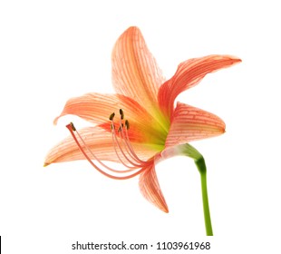 Flor Hippeastrum o Amaryllis