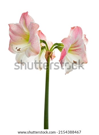 Hippeastrum or Amaryllis flowers ,Pink amaryllis flowers isolated on white background, with clipping path                                                 