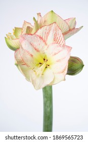 Hippeastrum Galaxy Grp Mama Mia - Bulb Flower