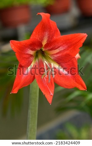 Hippeastrum is a genus of about 90 species and over 600 hybrids and cultivars of perennial herbaceous bulbous plants. Hippeastrum is a genus in the family Amaryllidaceae.