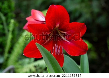 Hippeastrum is a genus of about 90 species and over 600 hybrids and cultivars of perennial herbaceous bulbous plants. Hippeastrum is a genus in the family Amaryllidaceae.