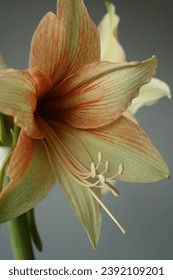 Hippeastrum grown at home. Beautiful flowers, an unusual pot decoration. Hippeastrum Purple, Matterhorn, Amaryllis Mocca, Amaryllis Fledermaus are just a few varieties from the entire range.