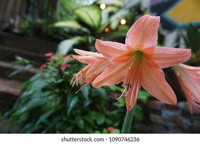 Thai Hippeastrum Images, Stock Photos u0026 Vectors  Shutterstock