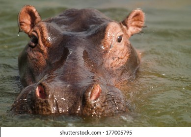 9,877 Hippo swim Images, Stock Photos & Vectors | Shutterstock