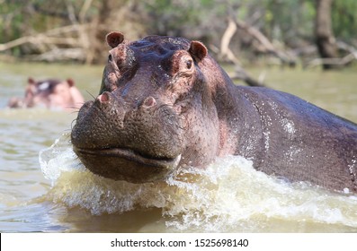 Hippo Attack In Lake Chamo. Omo Valley Ethiopia