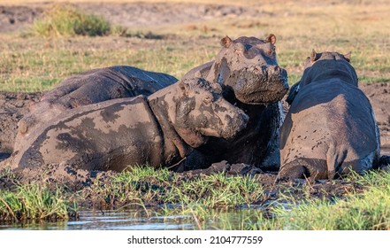 Hippo Bathing Favourite Mud Bath Stock Photo 2104777559 | Shutterstock