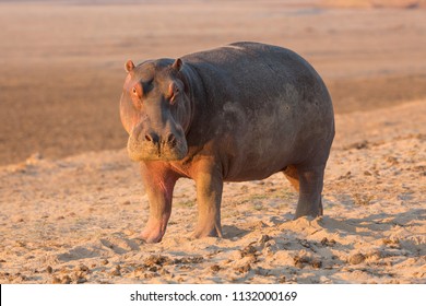 Hippo in beautiful, South Luangwa NP, Zambia