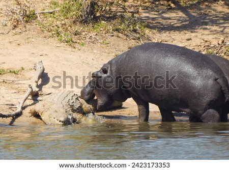 Hippo bites a crocodile in Sabi Sands Game Reserve, South Africa