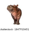 hippo isolated