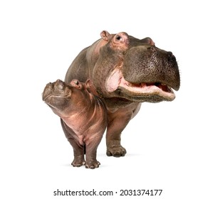 Hippo calf and its mother together, isolated, Hippopotamus amphibius