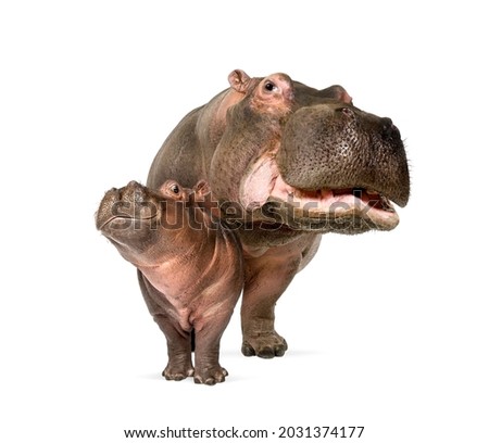Hippo calf and its mother together, isolated, Hippopotamus amphibius