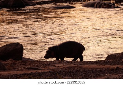 A Hippo calf returns to the Ruaha River in the early morning light. The pod will have scattered along the river frontage during the night to graze and then return to the water by dawn - Shutterstock ID 2223313355
