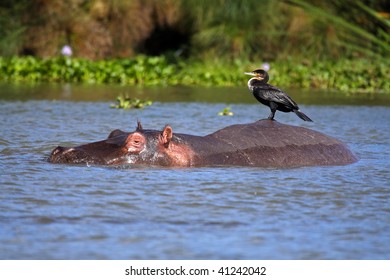 Hippo With Cormorant, Lake Naivasha, Kenya