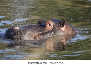 Hippo Doing What Hippos Do