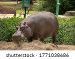 Hippo eating straw in an enclosure at the Louisiana Purchase Zoo in Monroe, Louisiana