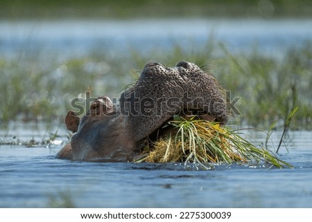 Hippo eats grass in river in sunshine