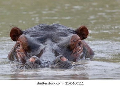 Hippo emerging from the water
