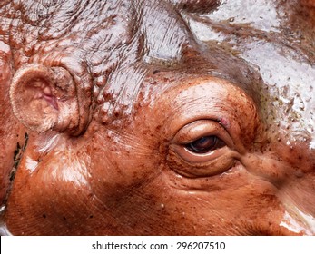 hippo eye