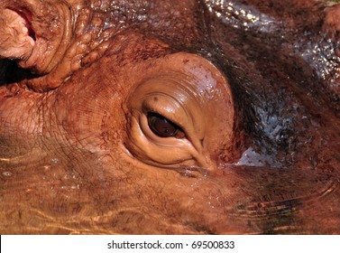 Hippo eye closeup