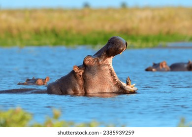 Hippo family (Hippopotamus amphibius) in the water. National park of Africa, Kenya