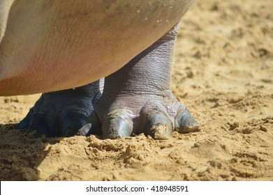 Hippo Feet