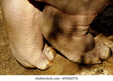 Hippo Feet