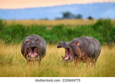 Hippo fight. Hippo with open muzzle on grass meadow. African Hippopotamus, Hippopotamus amphibius capensis, with evening sun, animal in the nature landcape habitat, Uganda, Africa. Wildlife nature.