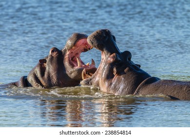 1,665 Hippos fighting Images, Stock Photos & Vectors | Shutterstock