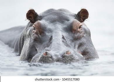 Hippo Floating In Water