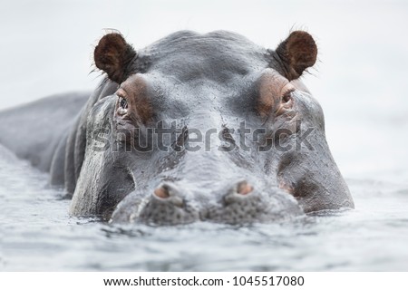 Hippo floating in water