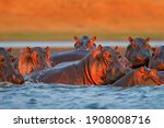 Hippo head in the blue water, African Hippopotamus, Hippopotamus amphibius capensis, with evening sun, animal in the nature water habitat, Mana Pools NP, Zimbabwe, Africa. Wildlife scene from nature.