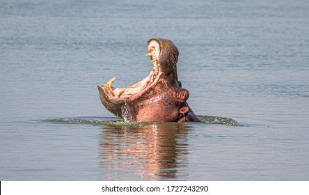 Hippo Head Coming Out Of Water With Wide Open Mouth