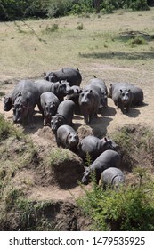 Hippo Herd Entering River Water Stock Photo 1479535925 | Shutterstock