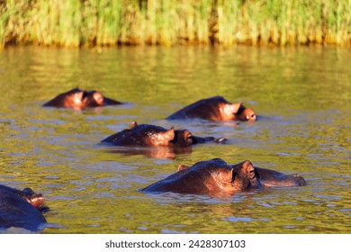 Hippo (hippopotamus amphibius), isimangaliso greater st. lucia wetland park, unesco world heritage site, kwazulu-natal, south africa, africa