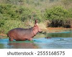 A hippo (Hippopotamus amphibius)  Kruger park South Africa one of the largest game reserves in Africa, became South Africa