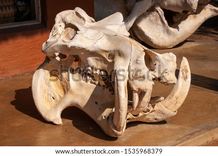 A hippo (Hippopotamus amphibius) skull on display in South Africa