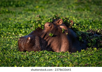 Hippo (Hippopotamus amphibius) hippopotamus underwater, portrait, plants on head in Mana pool National Park in Zimbabwe on 14 October 2023 - Powered by Shutterstock